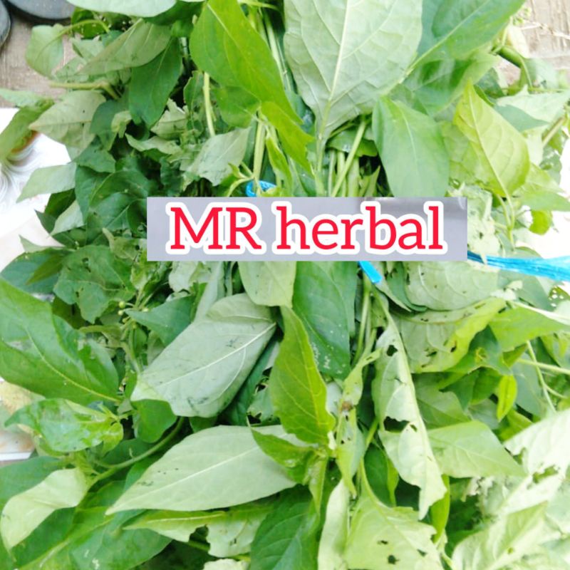 

Daun ranti atau lenuca Hayam segar per 500 gram