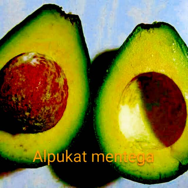 

Buah alpukat mentega