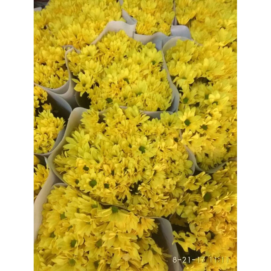 Jual bunga potong aster kuning / supplier bunga potong