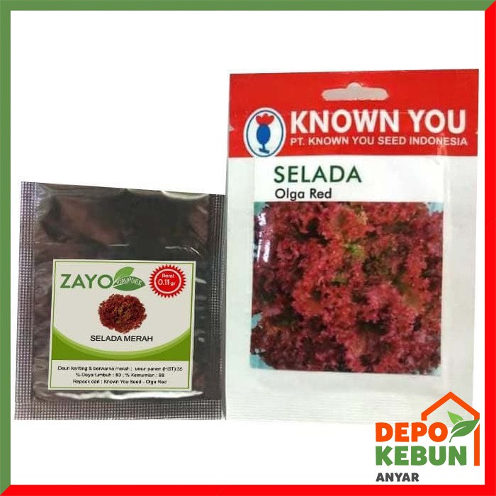 BENIH SELADA MERAH / BIBIT SELADA MERAH