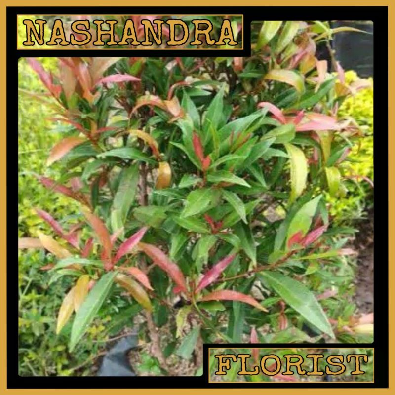 Tanaman Hias Bunga Pucuk Merah Kecil