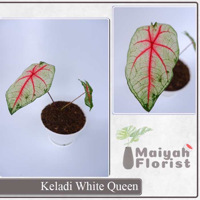 Keladi White Queen - Tanaman Hias