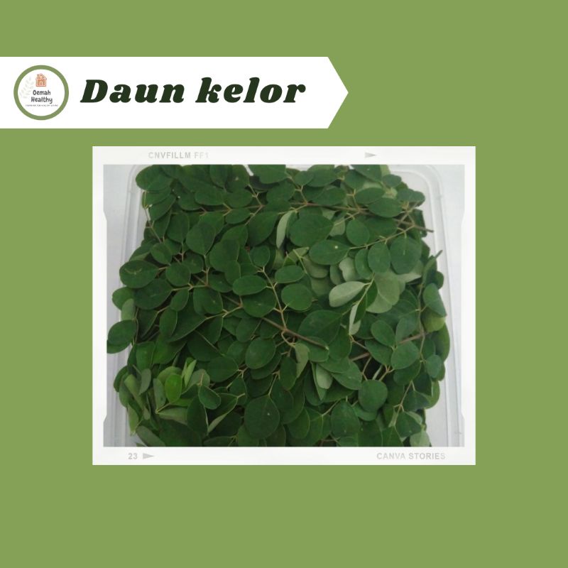 

Daun Kelor Segar