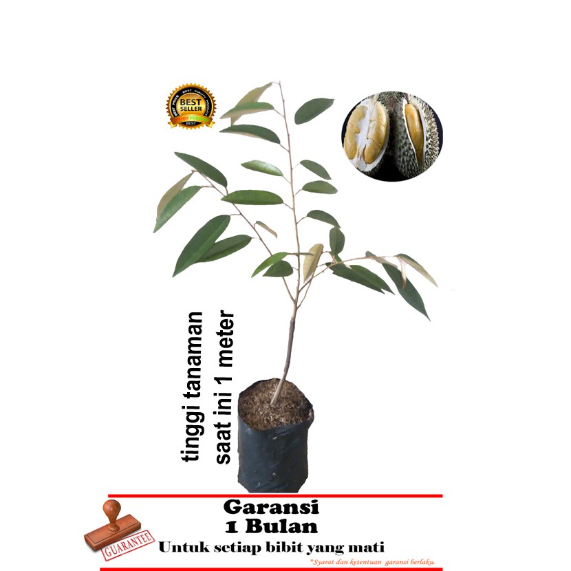 bibit tanaman durian duri hitam oache  1 meter
