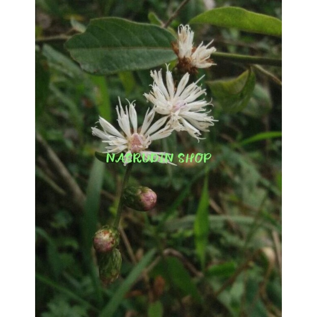 

[Fresh] DAUN TANAMAN VERNONIA CINEREA 10 POHON UTUH / CYANTHILLIUM CINEREUM / BUKAN BANDOTAN /