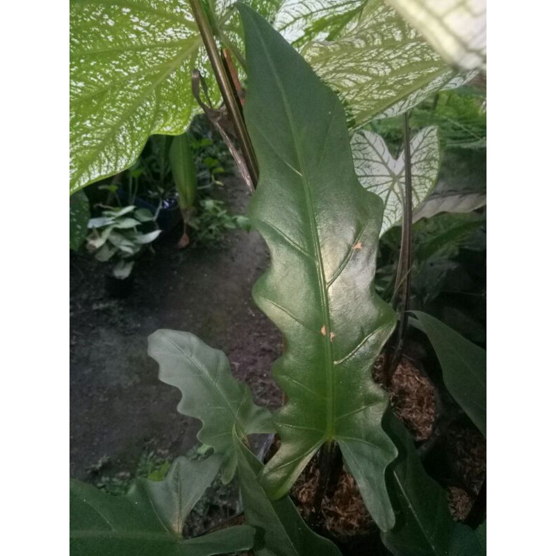 keladi papua/keris papua