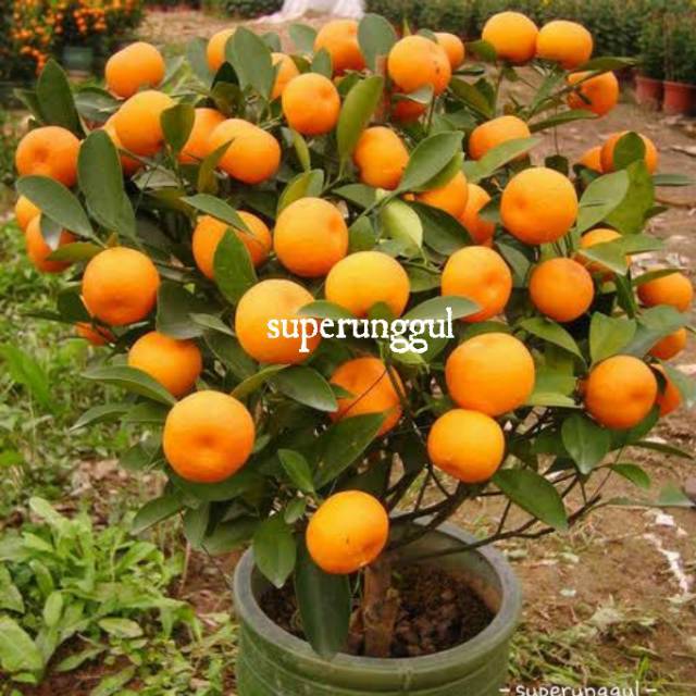 Jual Bibit Jeruk Santang Madu Super Shopee Indonesia