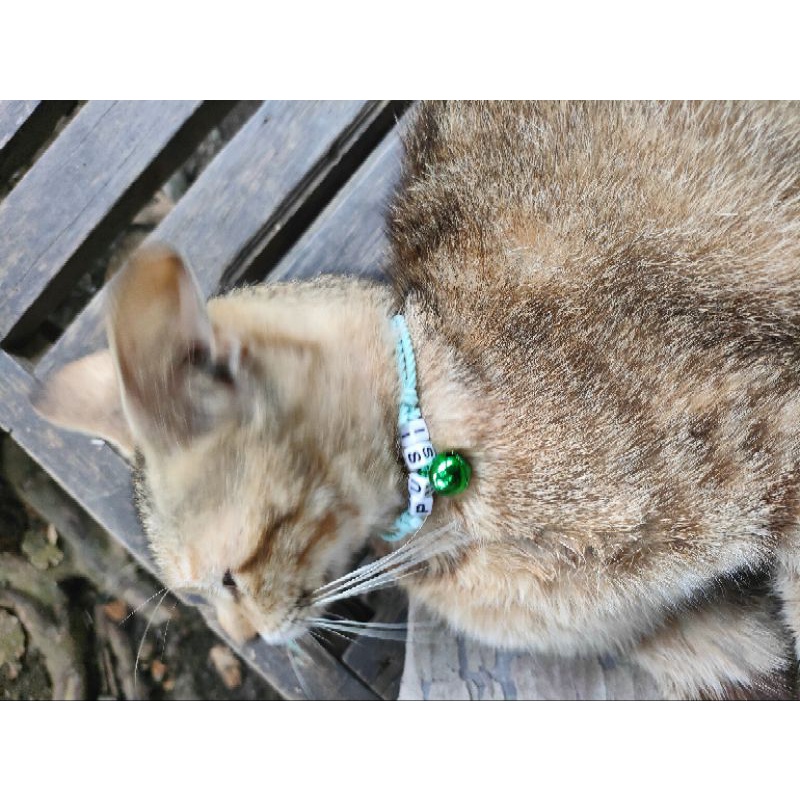 Kalung kucing nama