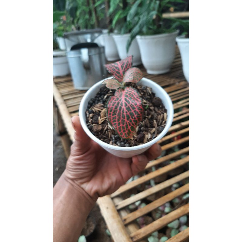 Tanaman Hias fittonia merah import - pitonia merah barang import