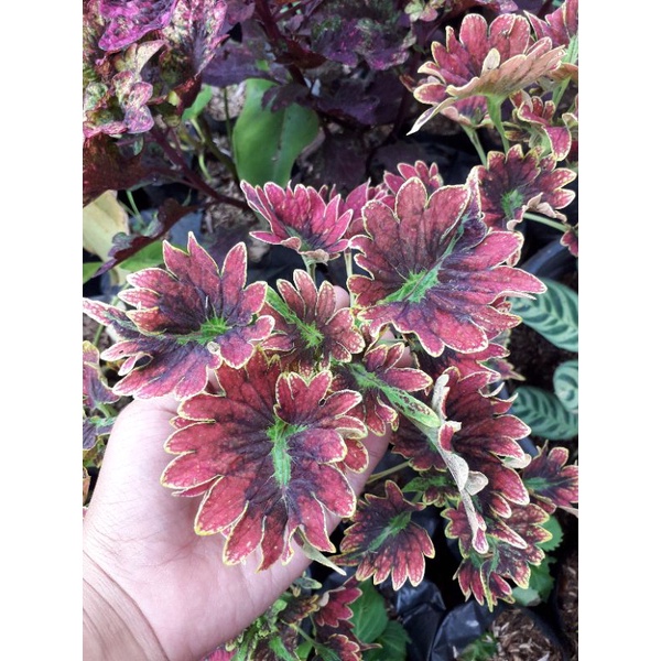 miana jawel miana premium