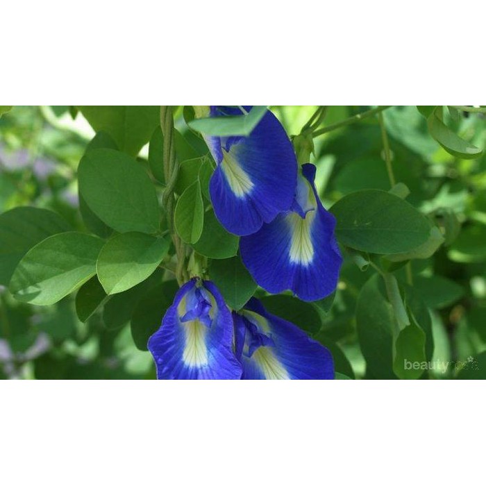 Biji Bunga Telang Benih Bunga Telang Bibit Bunga Telang Butterfly Pea
