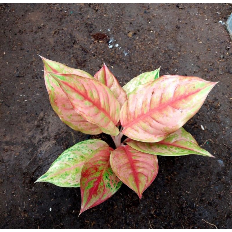 Aglonema LOD (LIGHT OF DIAMOND)