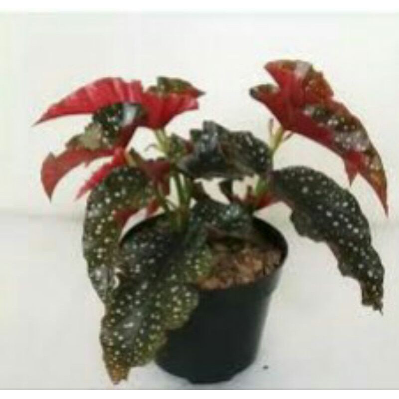 Begonia Polkadot Mocca Ukran Besar