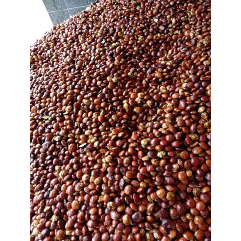 

jengkol tua super 500gm