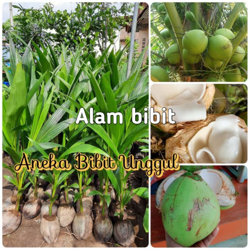 BIBIT KELAPA HIBRIDA SUPER GENJAH CEPAT BERBUAH