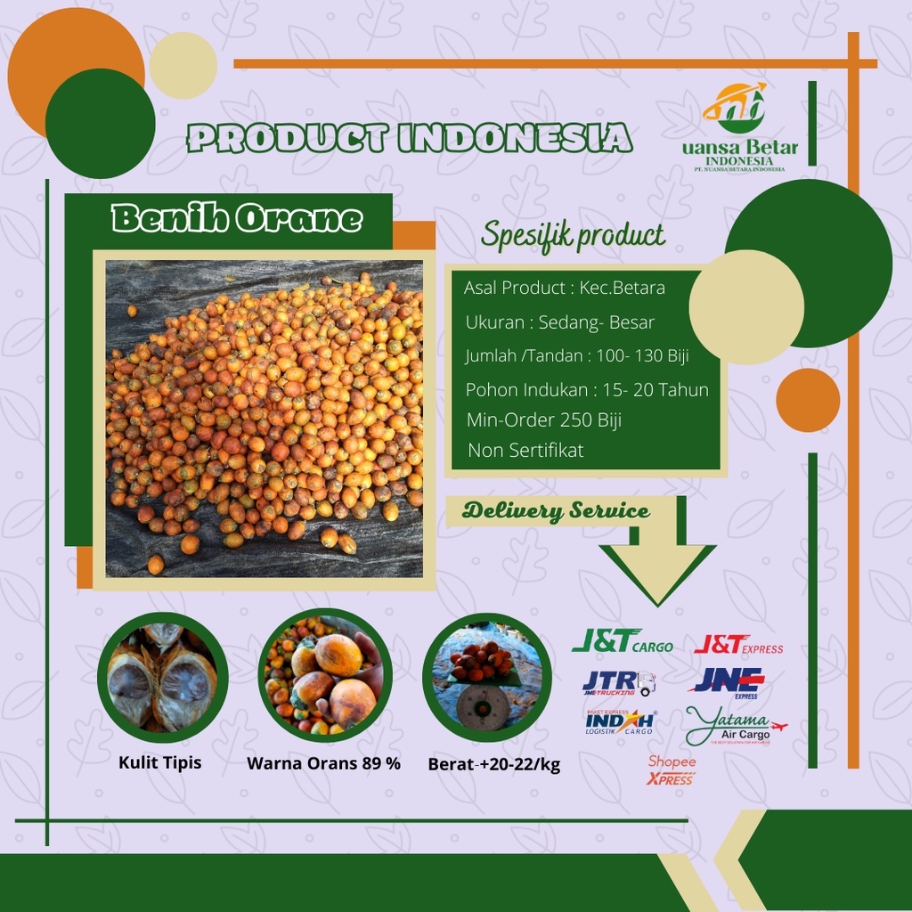 BIBIT PINANG BETARA/ KECAMBAH PINANG BETARA