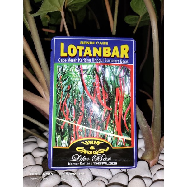 

Cabe Lotanbar 10gr Kemasan Baru Original Lokal Sumatra Tahan Virus buah Lebat