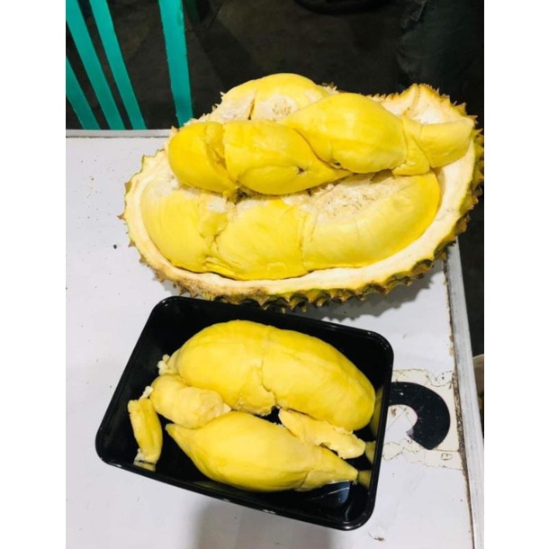 

Durian Montong Palu