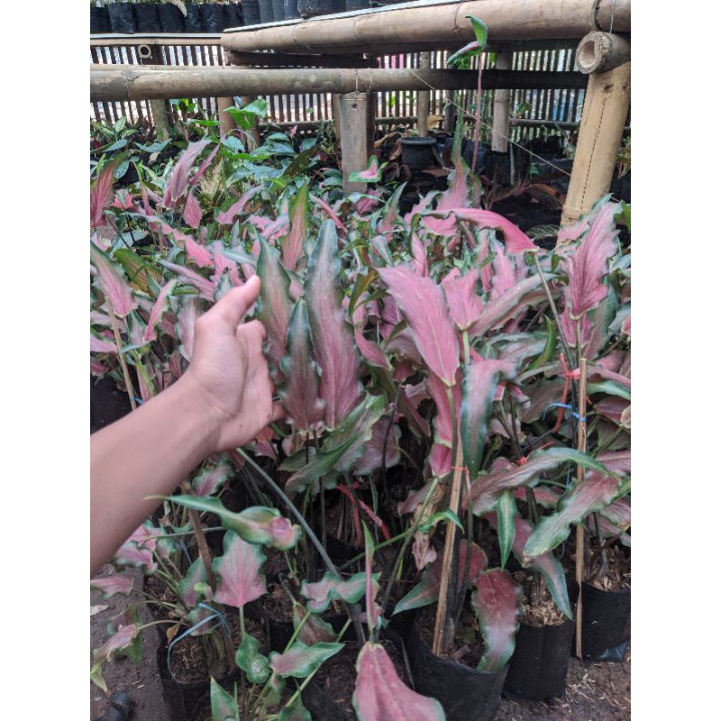 Tanaman Hias Keladi Keris  Caladium Keris Anakan