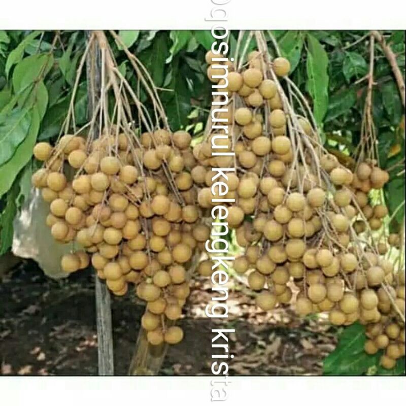 

1kg buah kelengkeng kristal segar