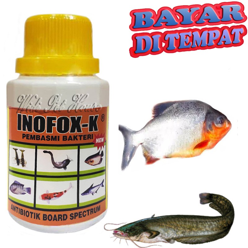 OBAT JAMUR IKAN INOFOK K GURAMI MAS PATIN UDANG NILA LELE KOI TAWES GABUS
