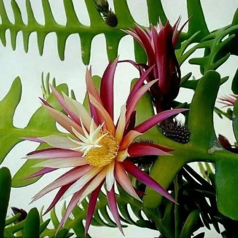 Tanaman Hias Wijaya Kusuma Keris/Bunga Gantung Wijaya Kusuma Keris