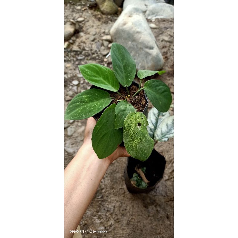 Epipremnum