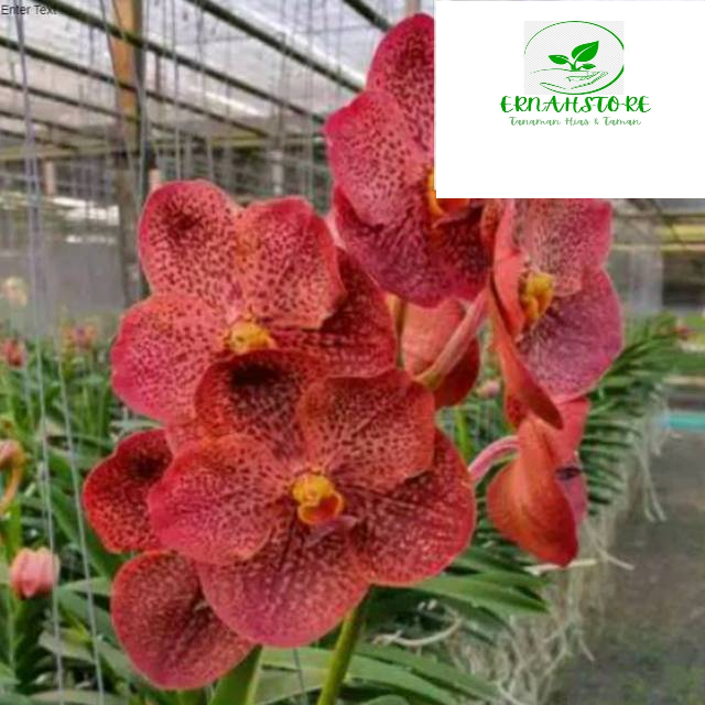 Anggrek Vanda Merah Dewasa