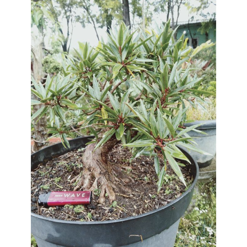 bahan bonsai california