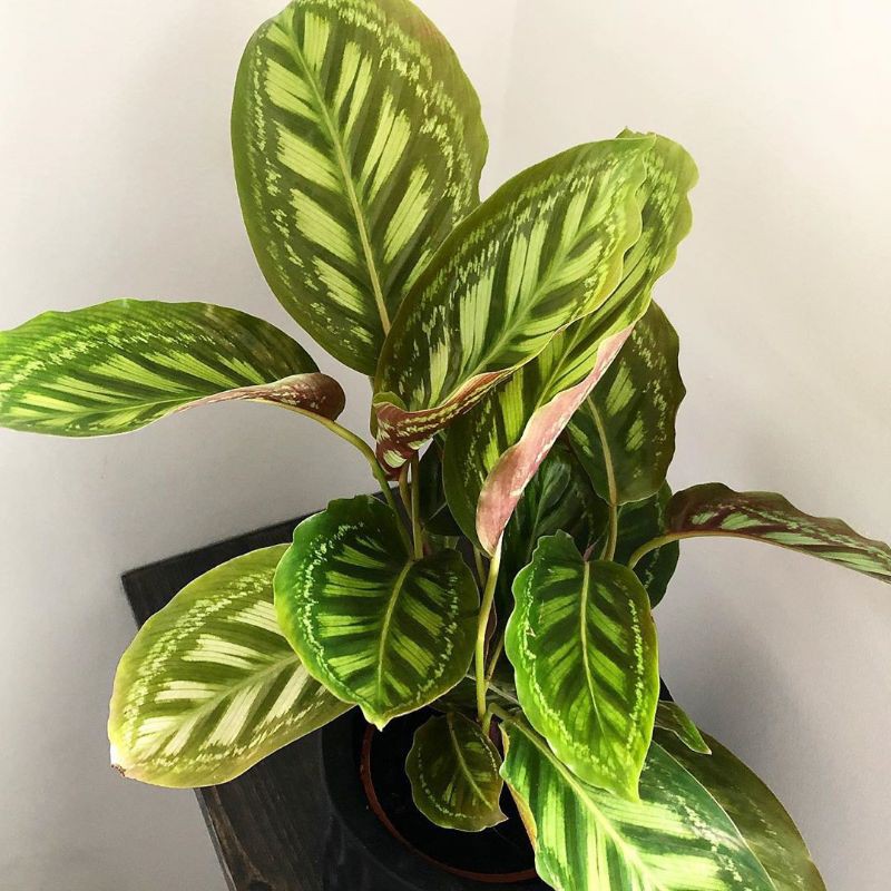 Calathea Flamestar Hybrid