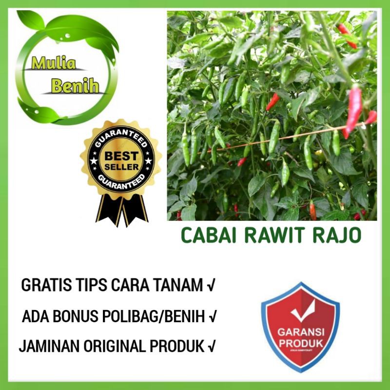 Isi 50 Biji - Benih Cabai Rawit Hijau RAJO - Bibit Tanaman Sayur Sayuran Cabe Cabai Rawit Hijau Ijo