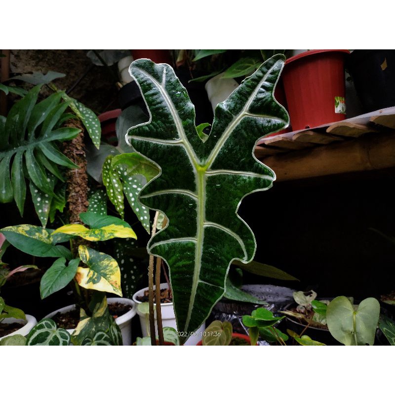Alocasia Sanderiana Nobilis