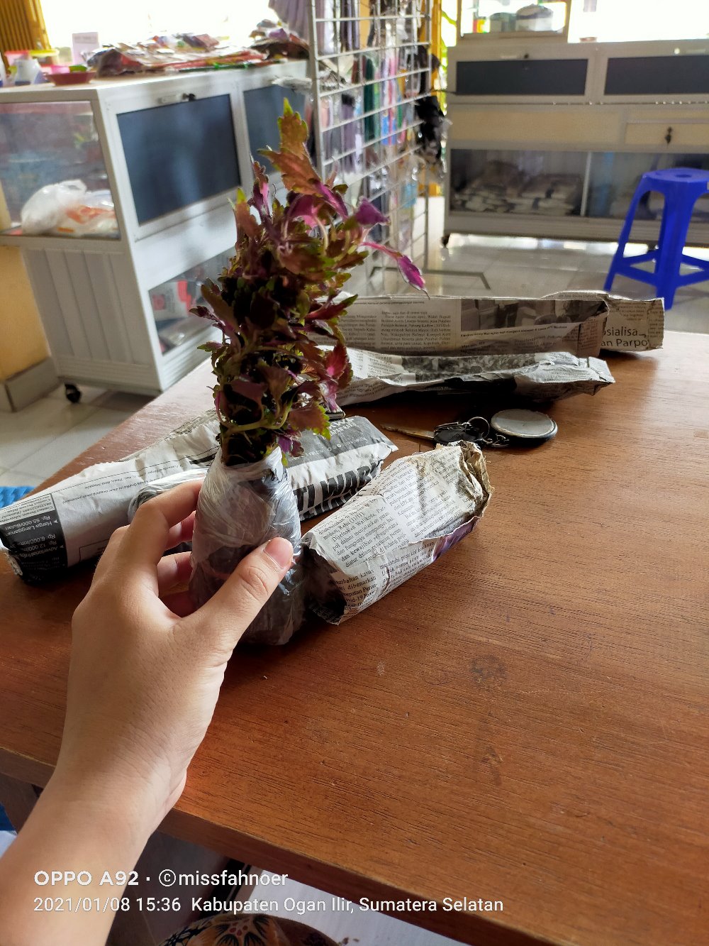 Tanaman Miana/ingler Daun Kecil / 1pcs / 150gram