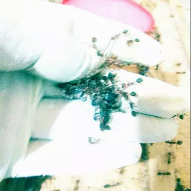 MASTER RATU SEMUT RANGRANG PRODUKTIF BERGARANSI