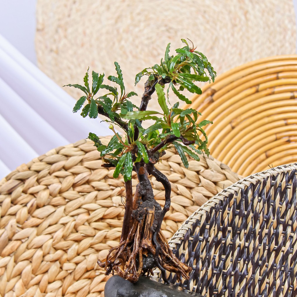 Kayu Aquascape Bucephalandra Akar Senggani Bonsai Aquarium Ukuran S Shopee Indonesia