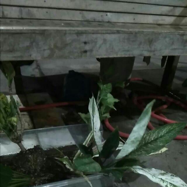 Rotansia / Hydragena/ Panca Warna