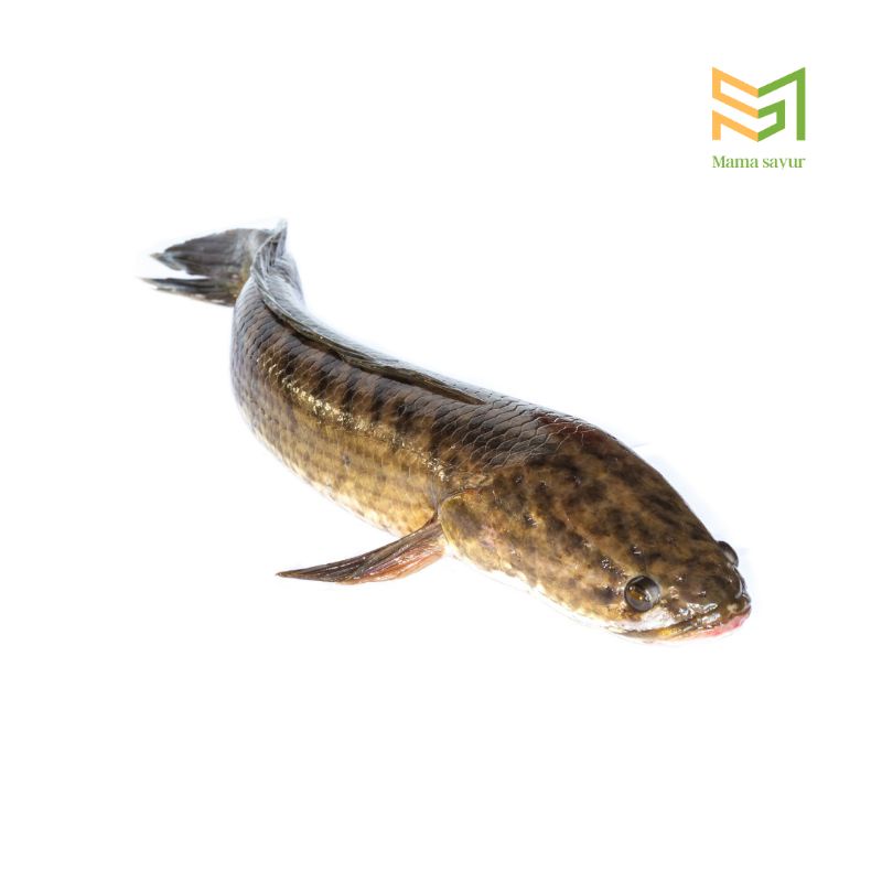 

Ikan gabus segar per ekor masih hidup