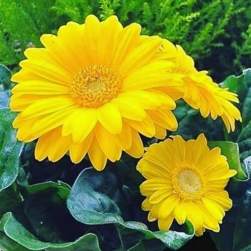 Tanaman gerbera kuning