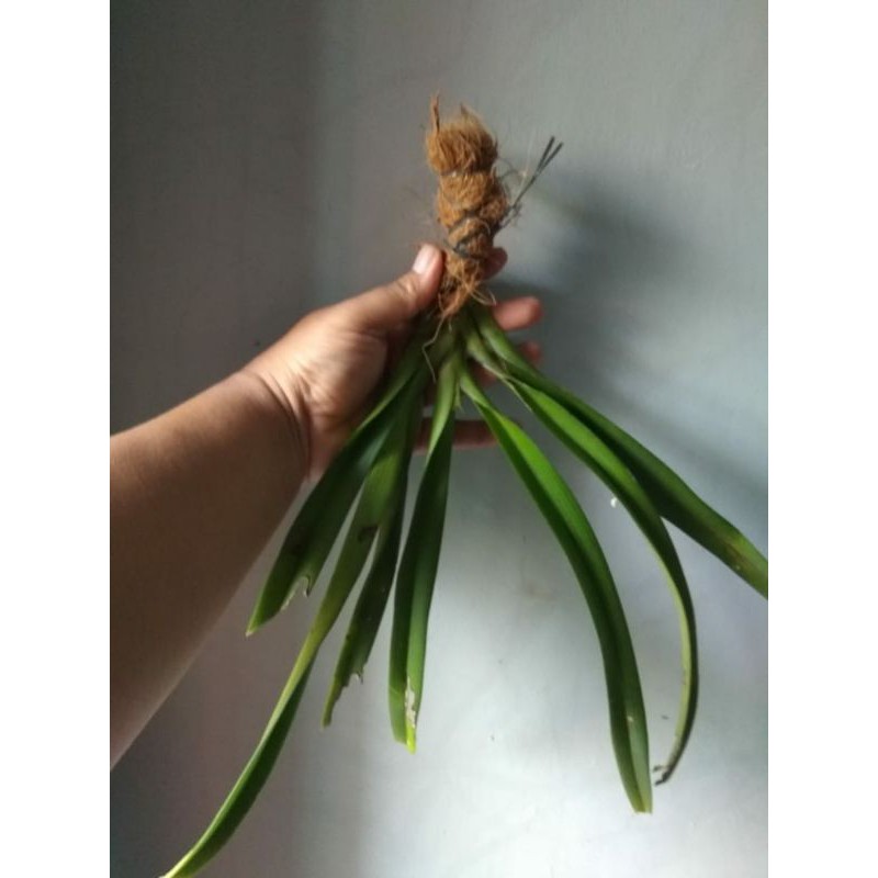 Anggrek Ekor Tupai/Rhyconstylis Retusa - Anggrek - retusa - retusaa - ekor tupai