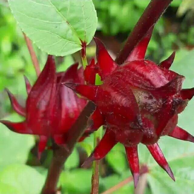 

Biji rosela merah 10 biji
