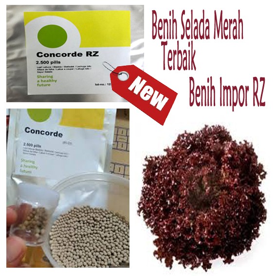 Benih Selada Merah Concorde RZ (100 Pill) benih Impor terbaik