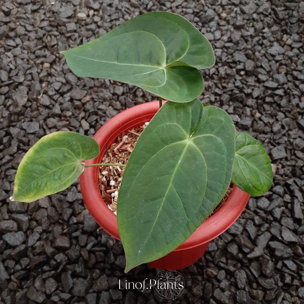 Tanaman Anthurium Ace of Spades not Dorayaki / Forgetii / Papillilaminum / King of Spades