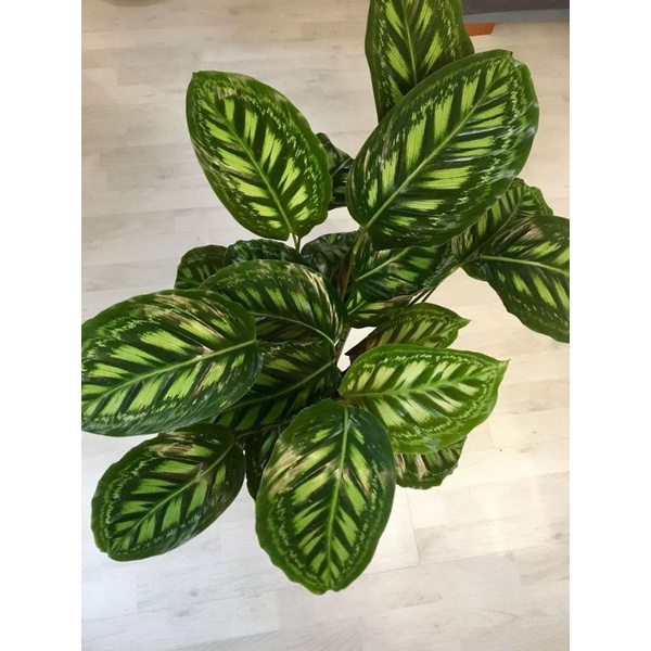 bonggol..calathea...flamestar