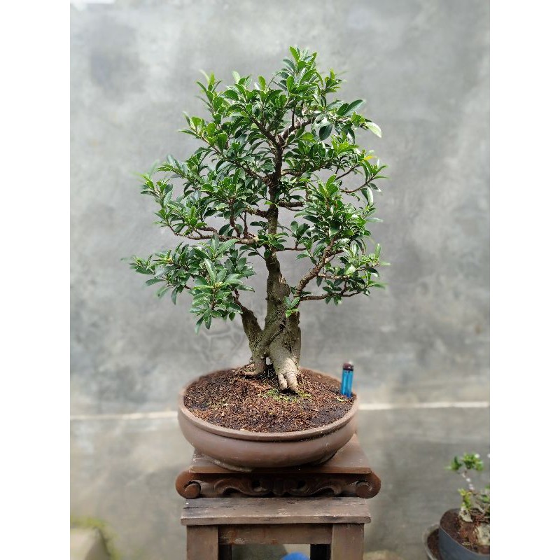Jual BAHAN BONSAI BERINGIN ELEGAN FICUS COMPACTA BENTUK BAGUS CANTIK