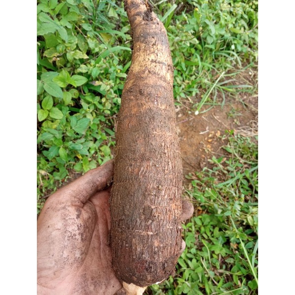 

singkong mentega super pulen 1kg