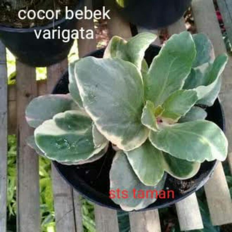 tanaman hias-cocor bebek varigata