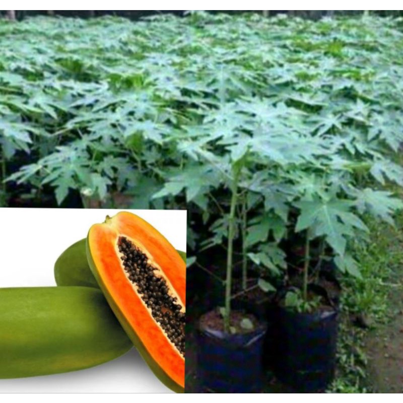 Bibit Tanaman Pepaya madu / anakan pepaya