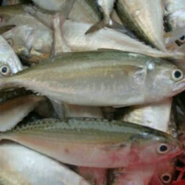 

Ikan Kembung 1kg segar dan termurah