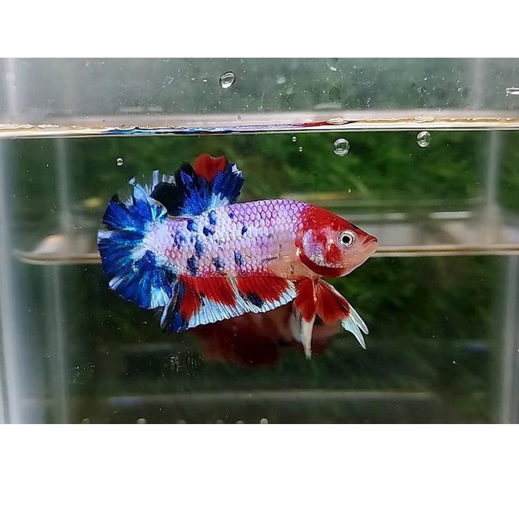 Trendϟ ikan cupang betina fancy koi