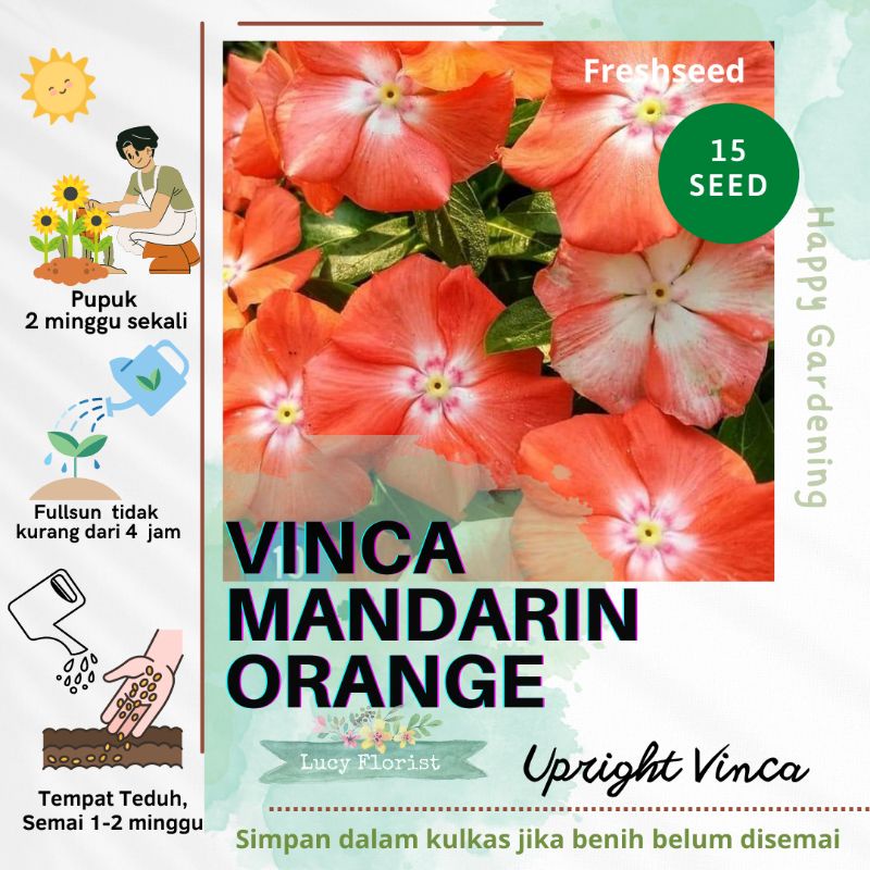 Vinca Jepang Mandarin orange - 15 biji